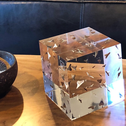 acrylic embedment with sharks teeth